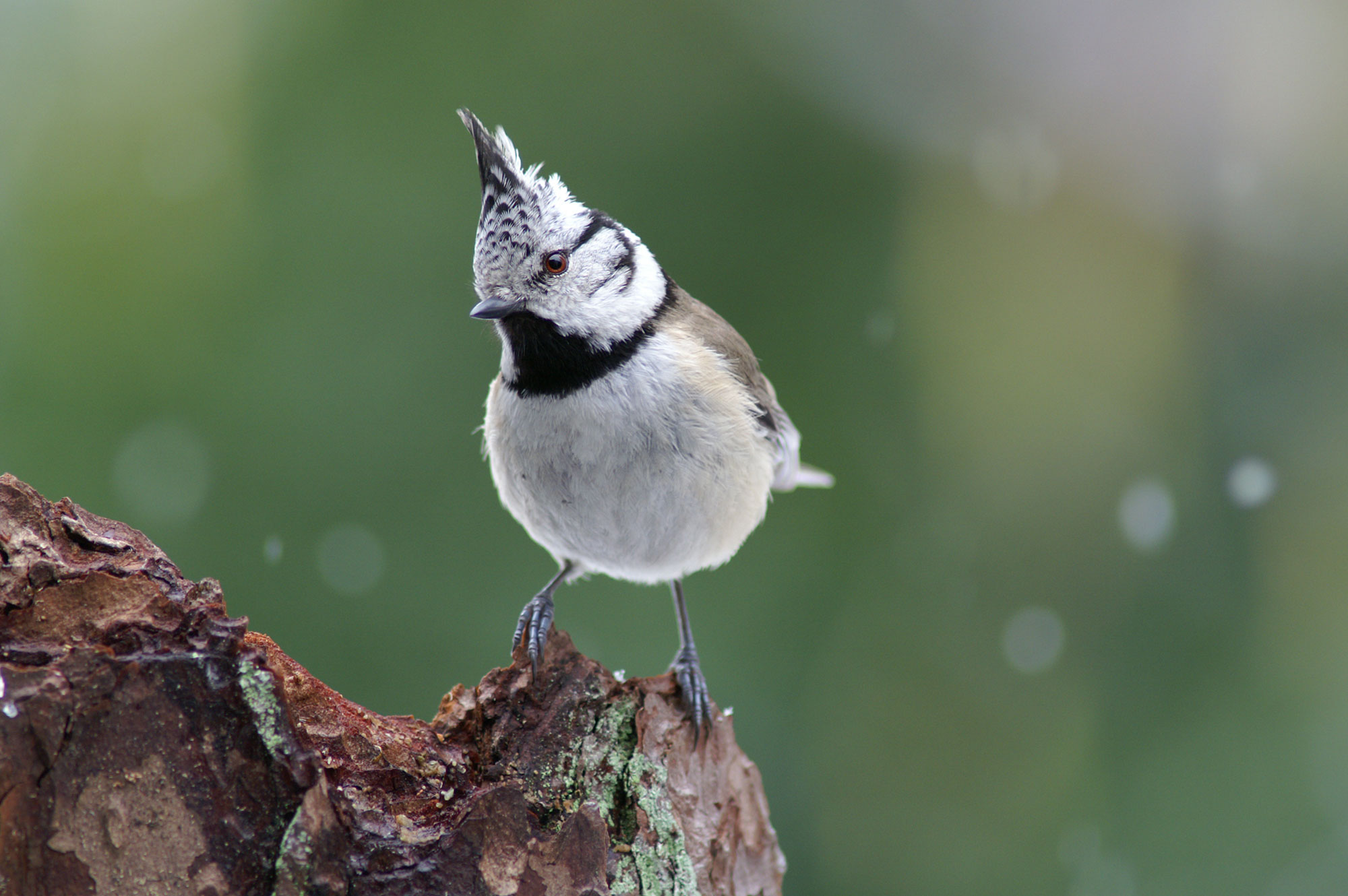 Was lockt Vögel in den Garten? Was lockt Vögel in den Garten?